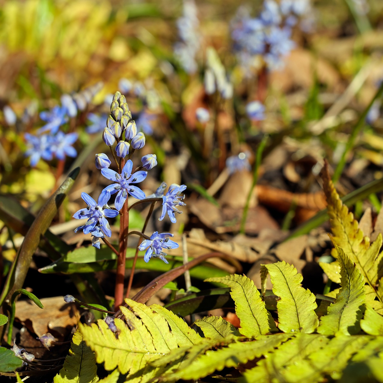 blue star scilla blossom free photo