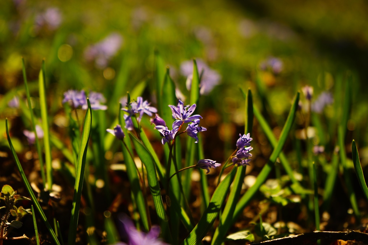 blue star scilla blossom free photo