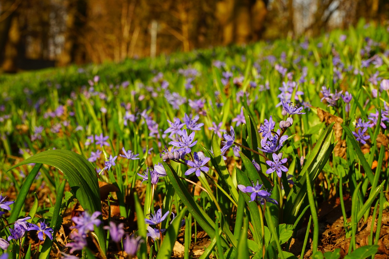 blue star scilla blossom free photo