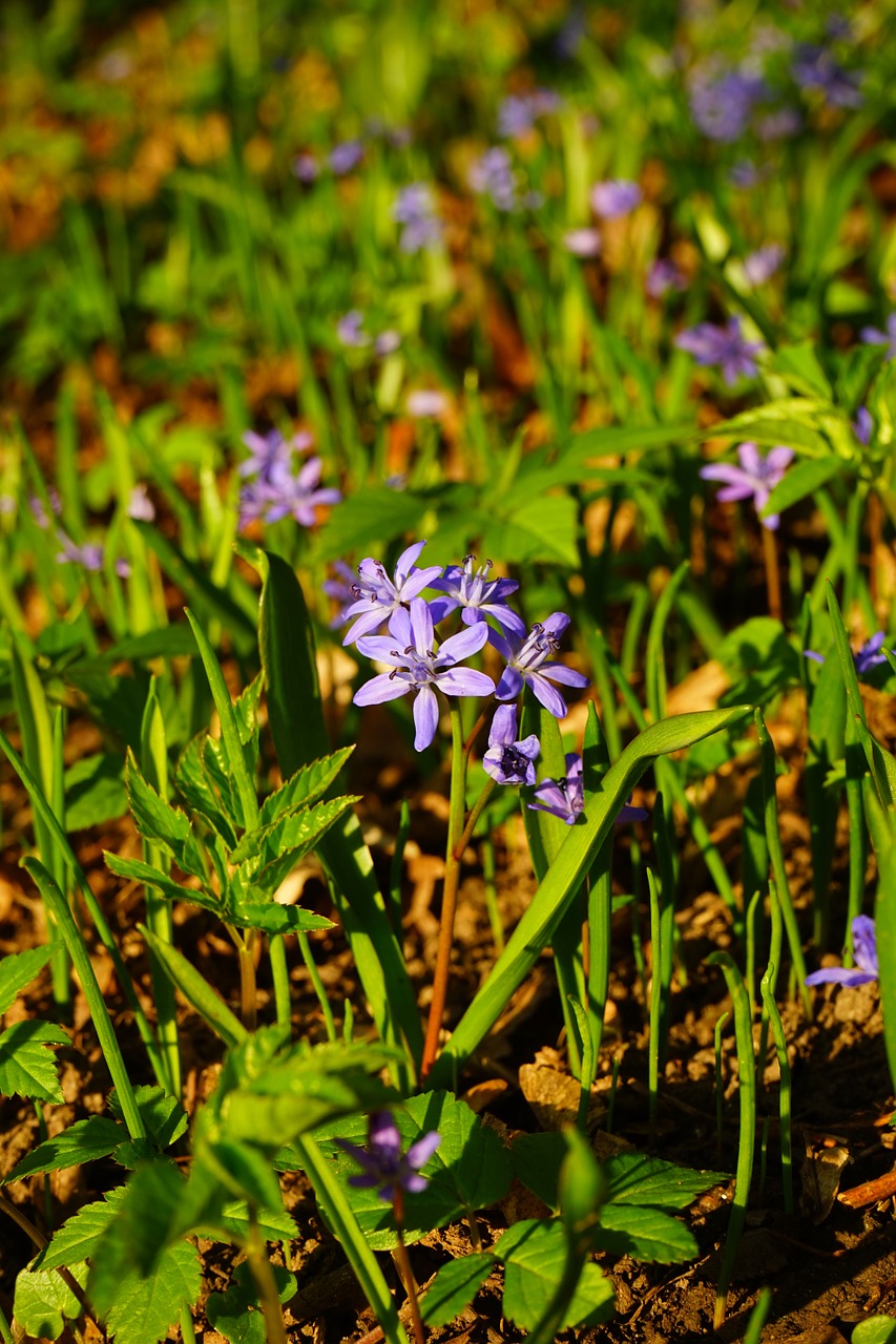 blue star scilla blossom free photo