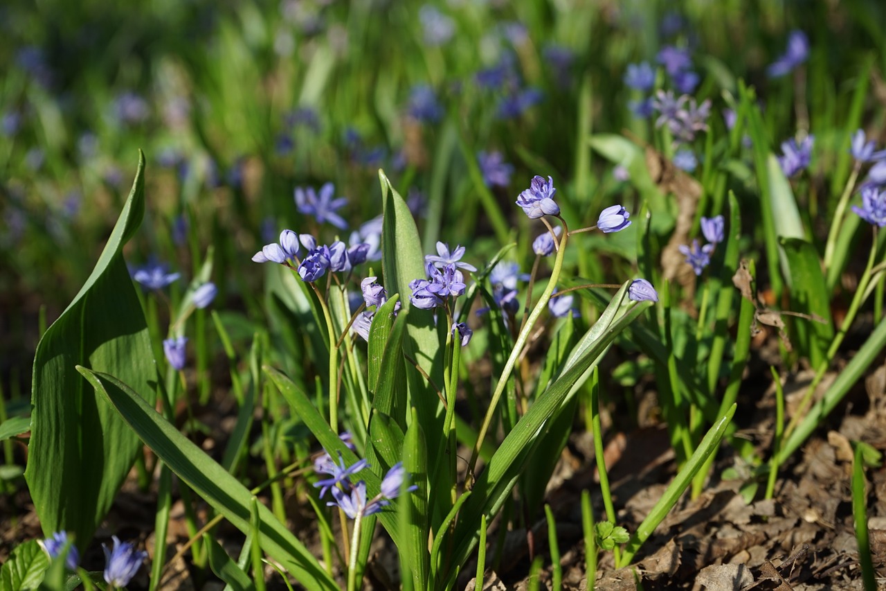 blue star scilla blossom free photo