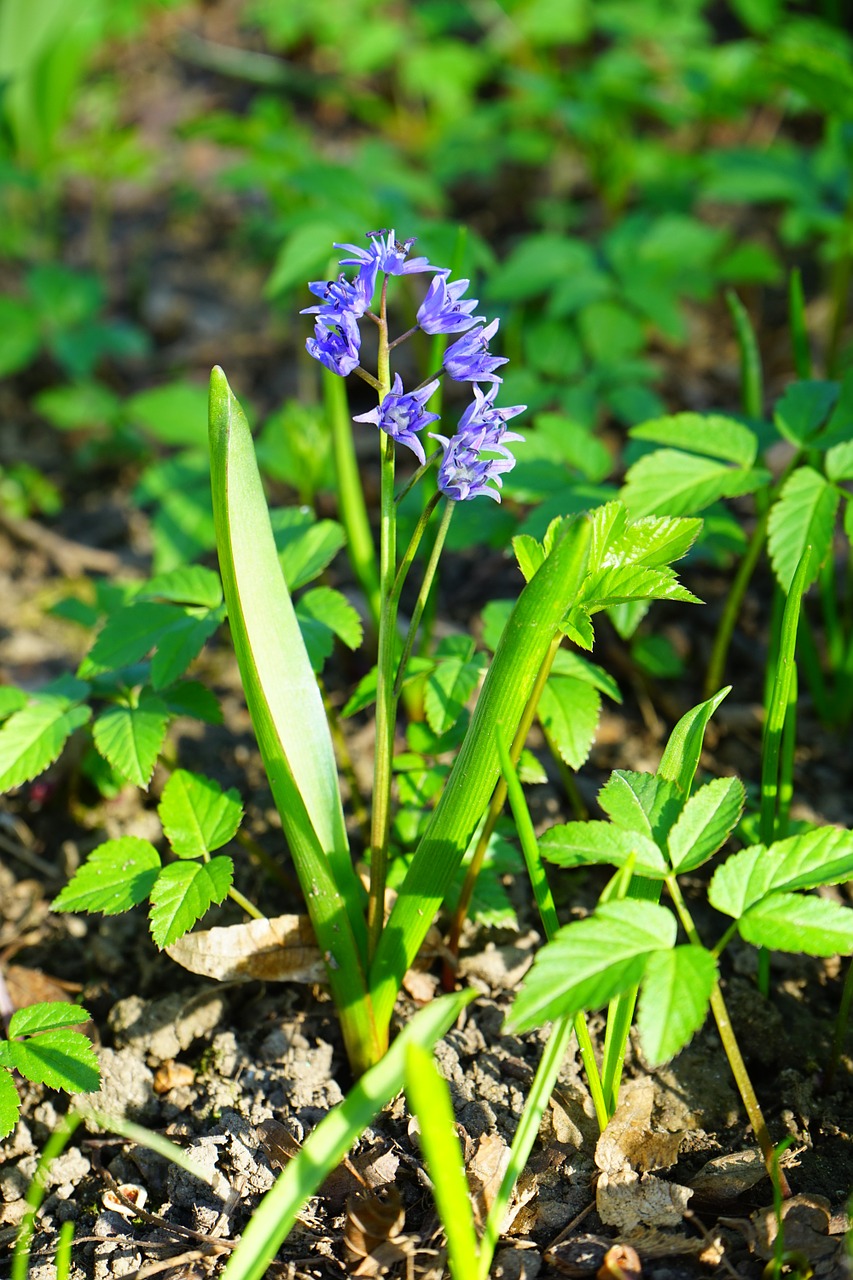 blue star scilla blossom free photo