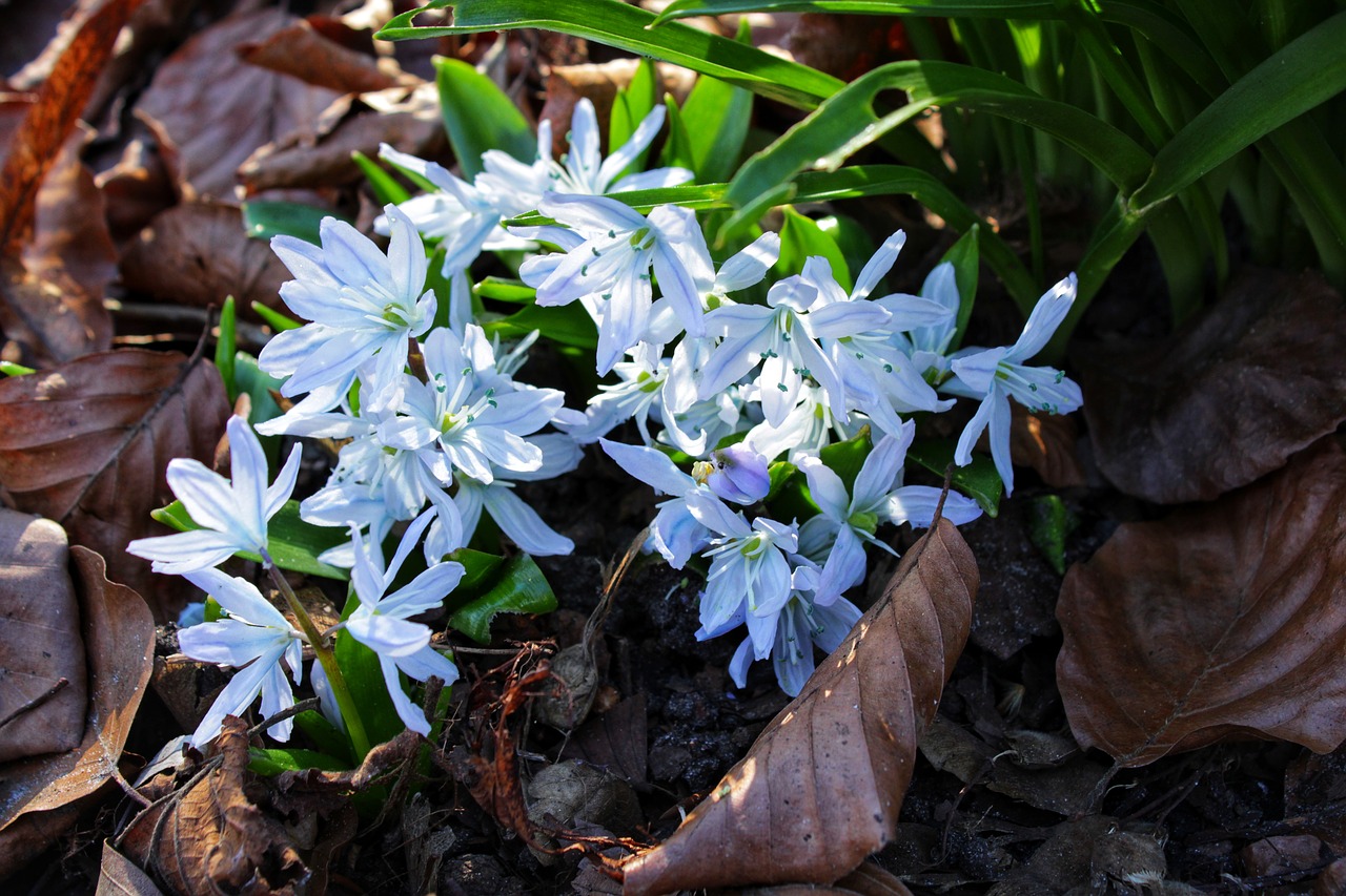 blue star  scilla  blossom free photo
