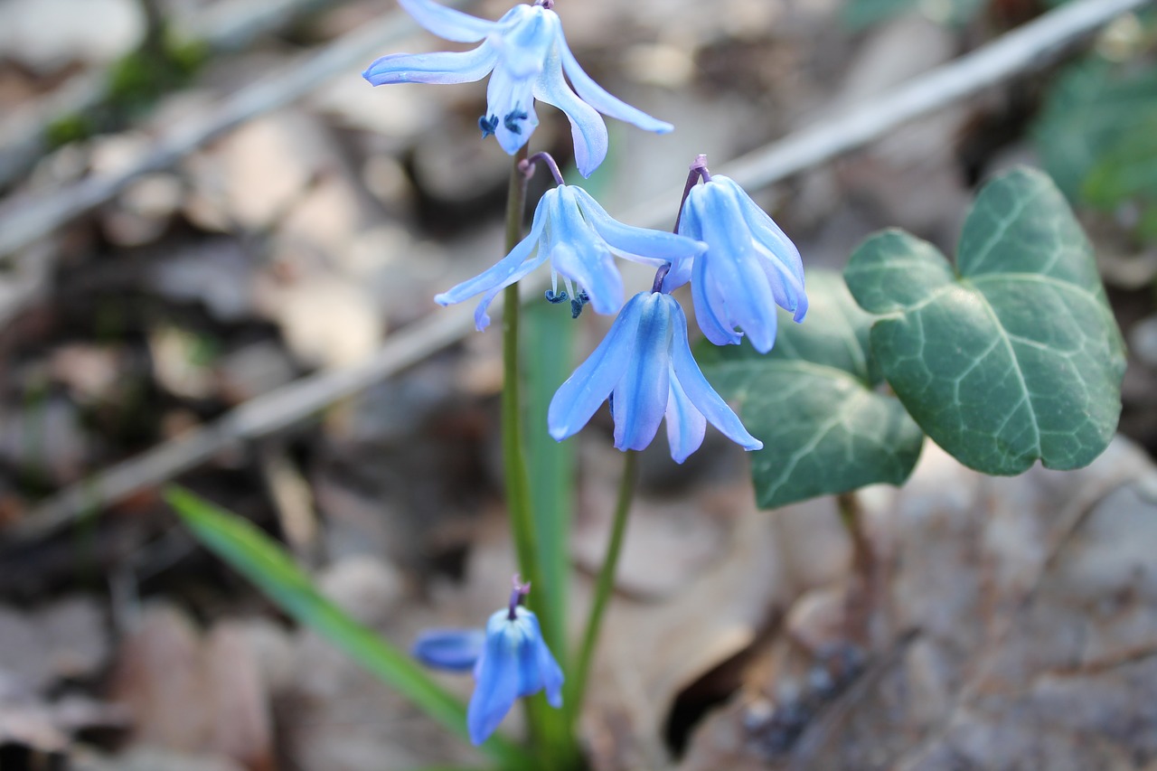 blue star  scilla  early bloomer free photo