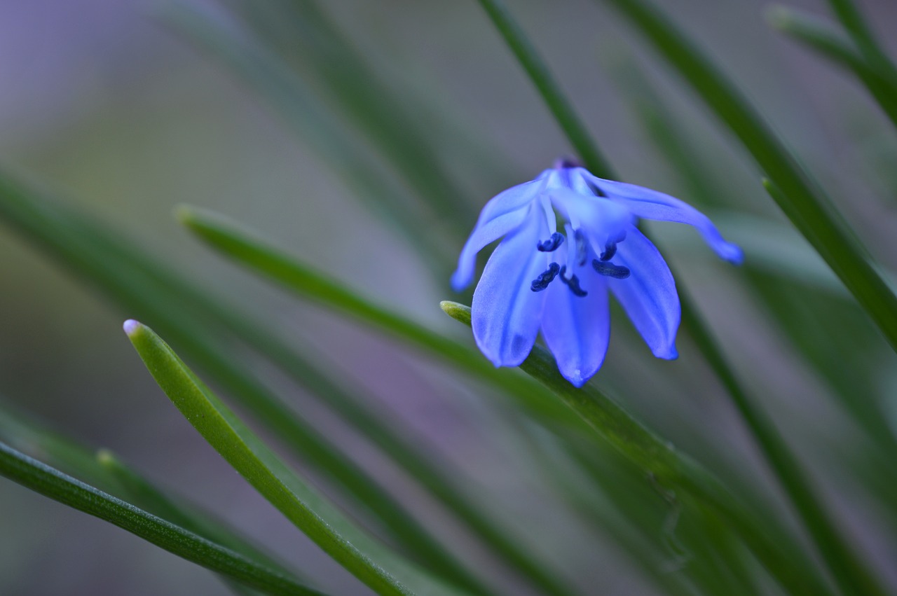 blue star  scilla  scilloideae free photo