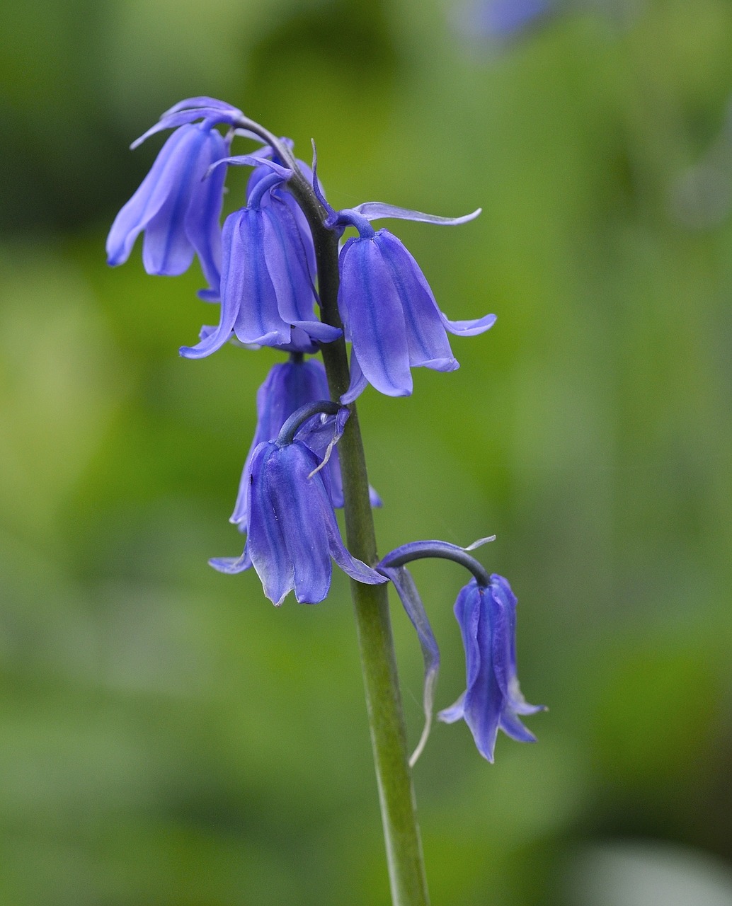 blue star flower plant free photo