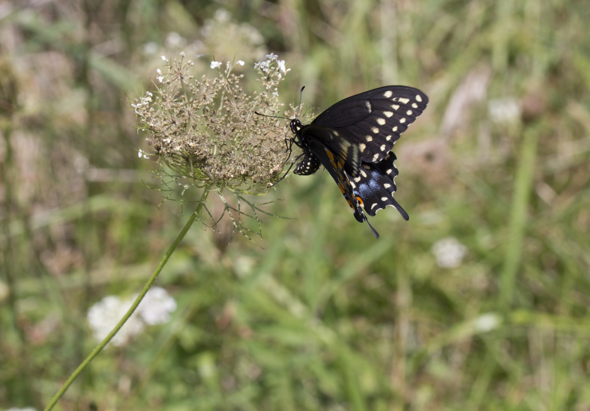 blue swallowtail butterfly nature free photo