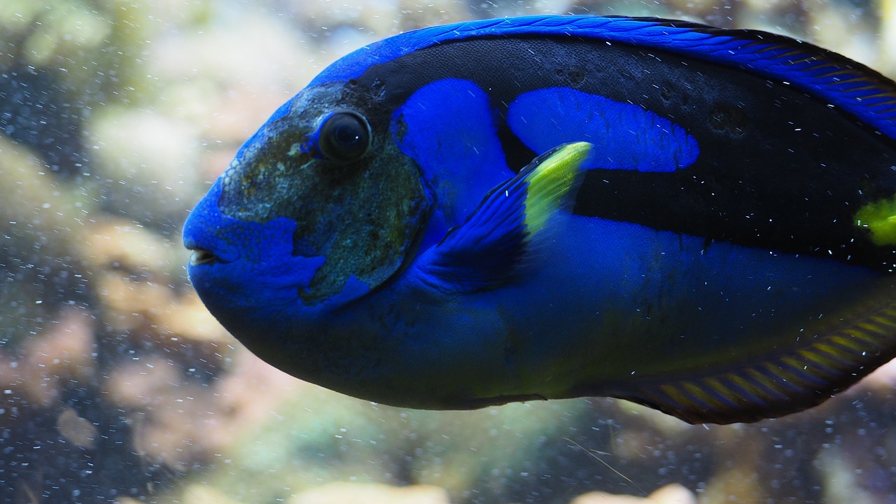 blue tang fish blue free photo