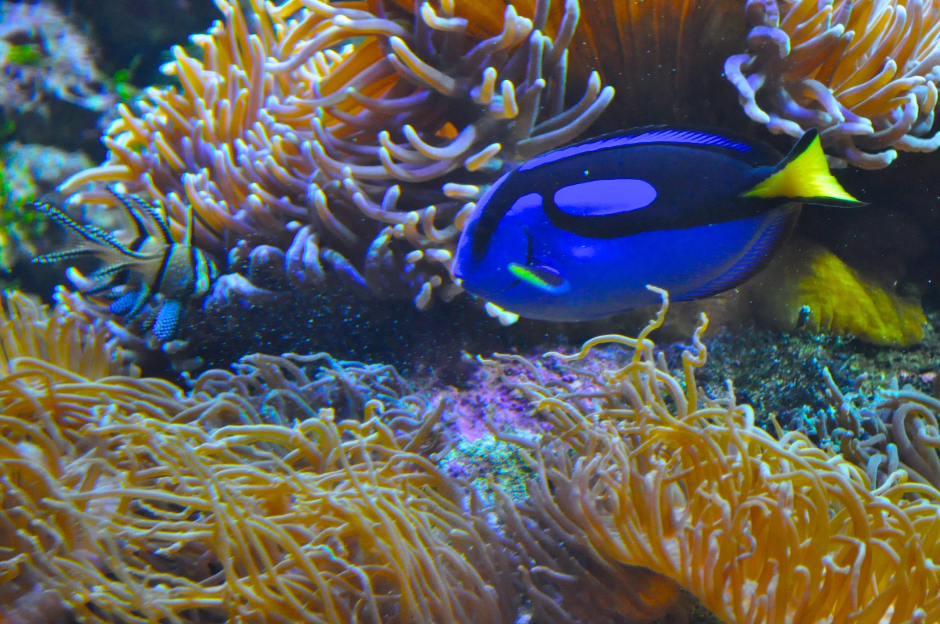 blue tang marine fish free photo