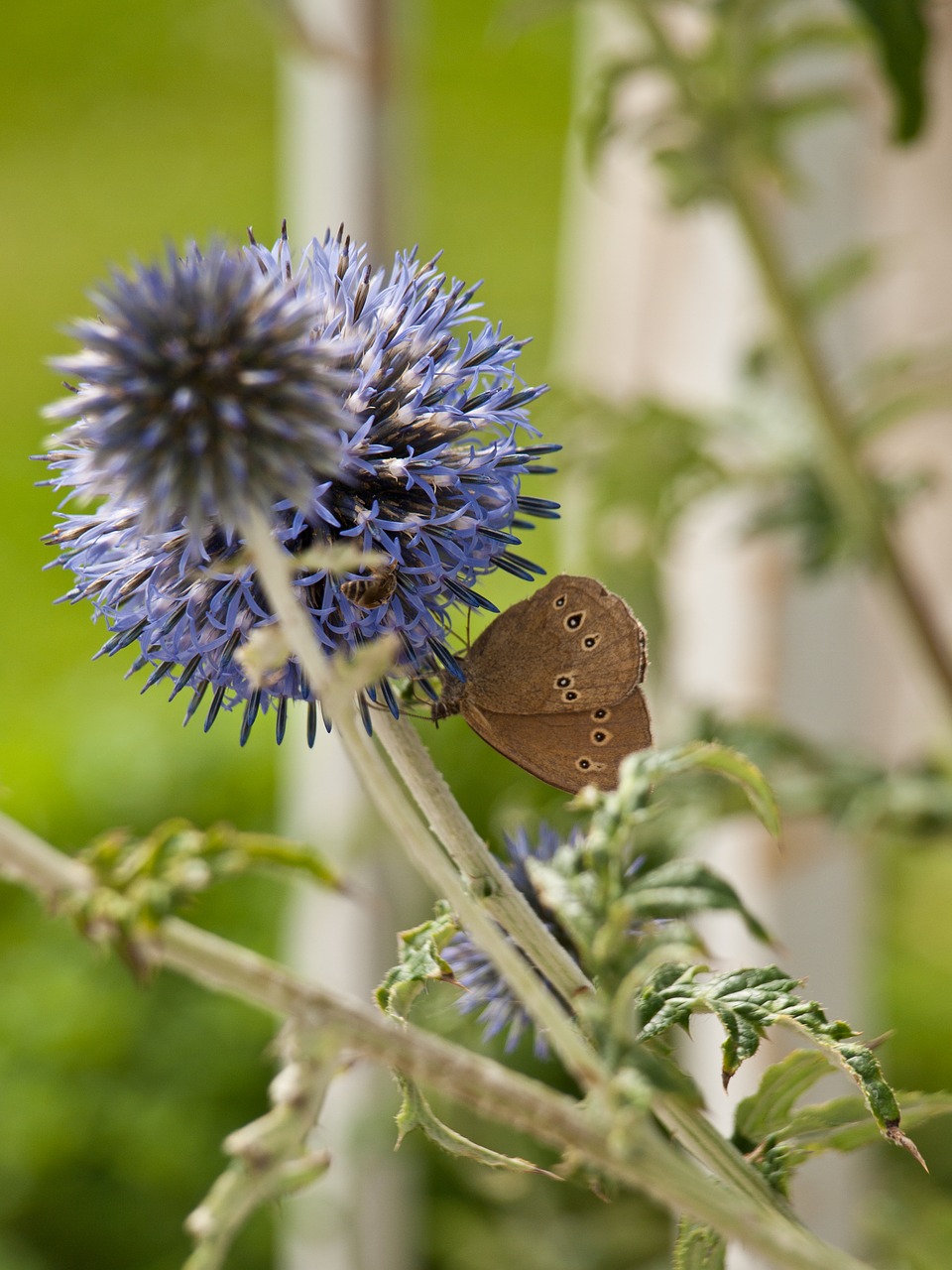 blue thistle ornamental thistle flower free photo