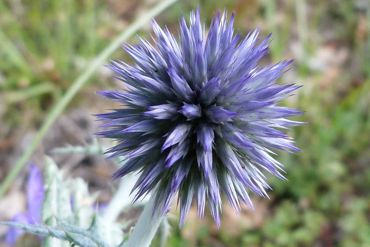 blue thistle flowers macro free photo