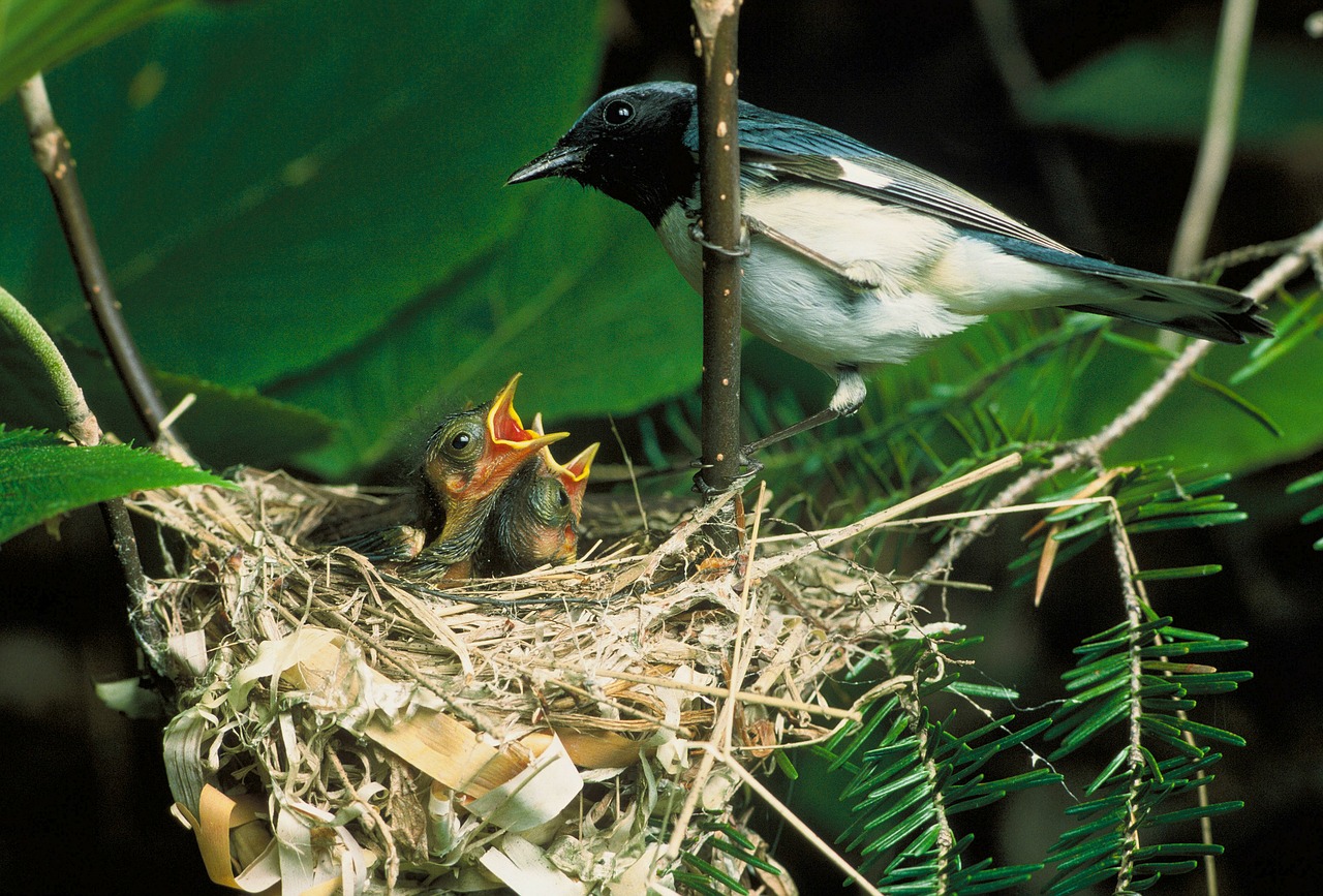 blue-throated blue warbler bird nest free photo