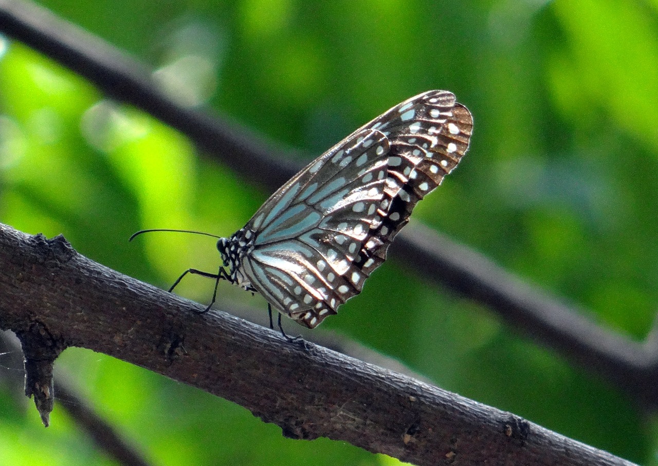 blue tiger butterfly tirumala limniace free photo