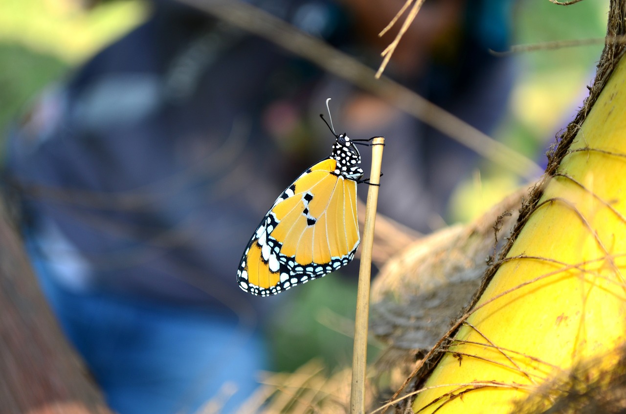 blue tiger butterfly butterfly insect free photo