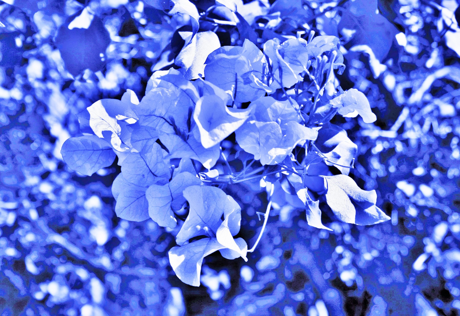flowers tinted blue free photo