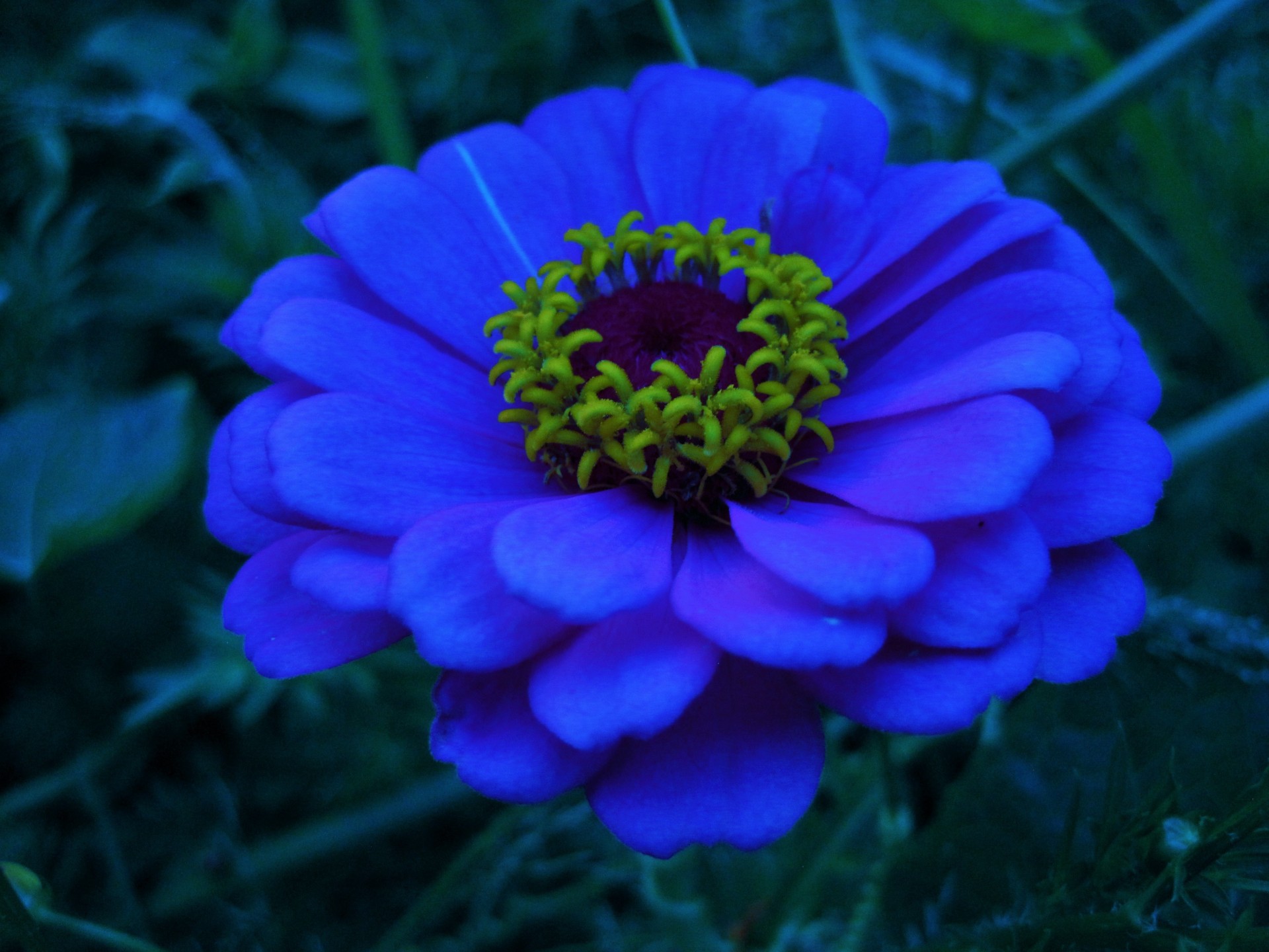 flower zinnia tinted free photo