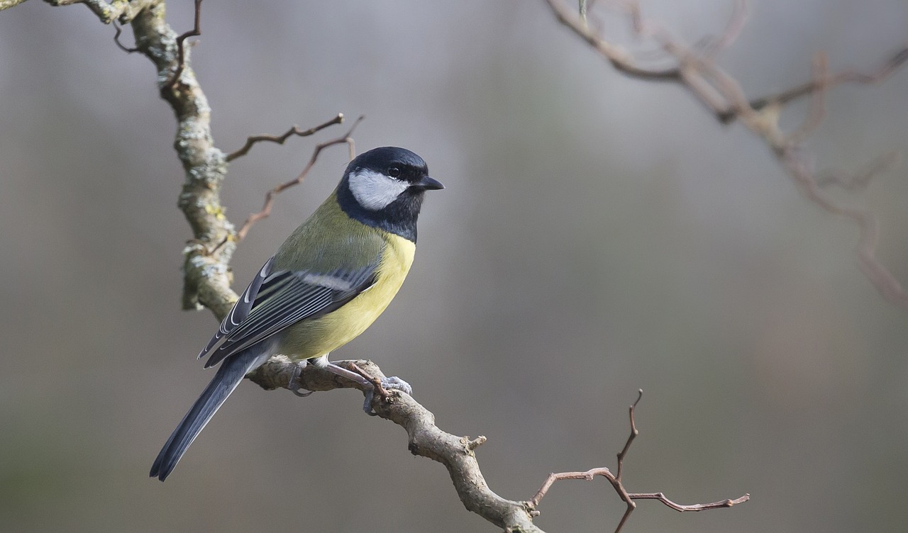 blue tit tit birds free photo