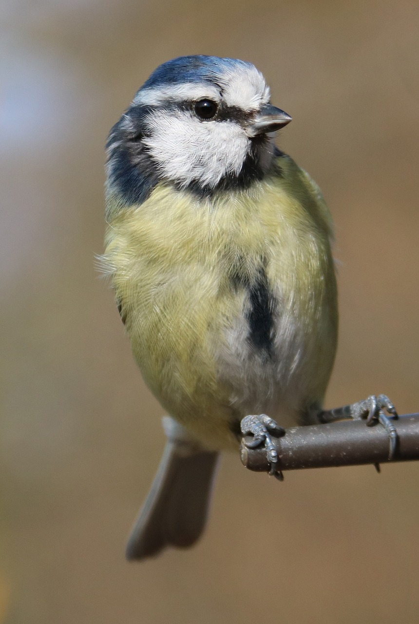 blue tit garden bird blue free photo