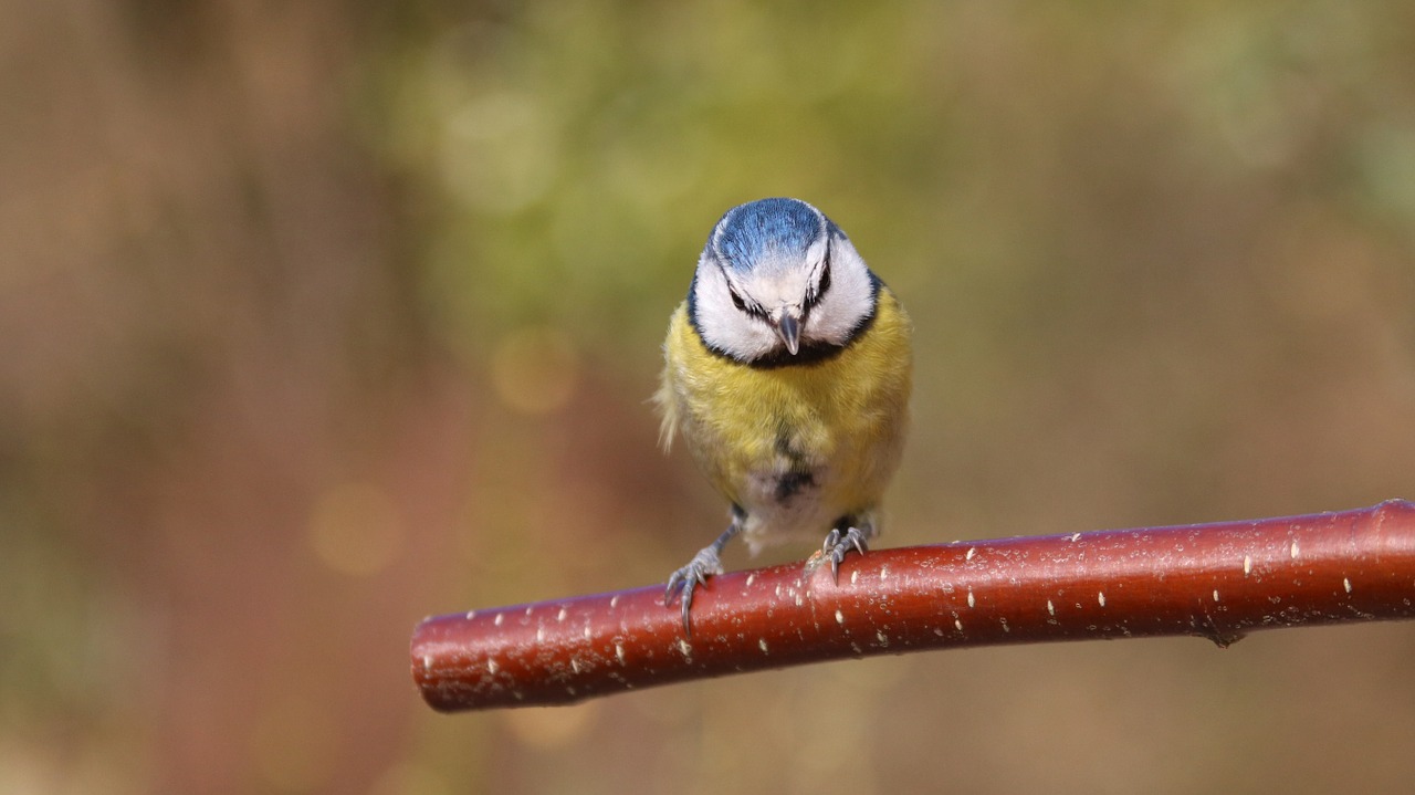 blue tit garden bird uk free photo