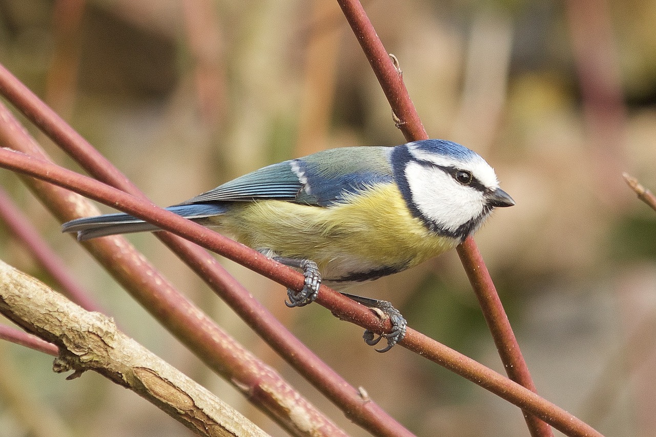 blue tit bird nature free photo