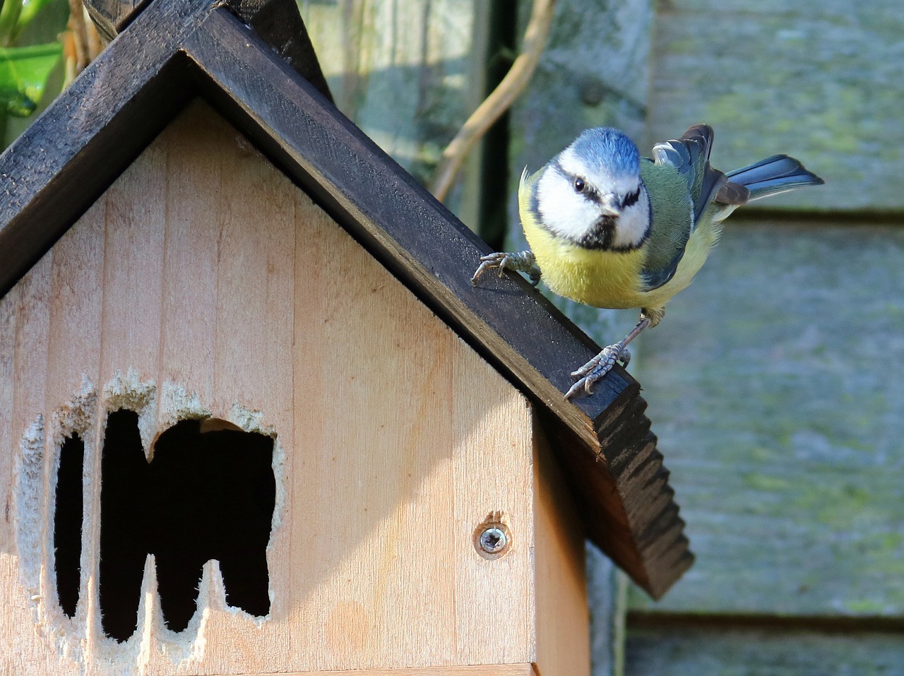 blue tit nesting nest box free photo