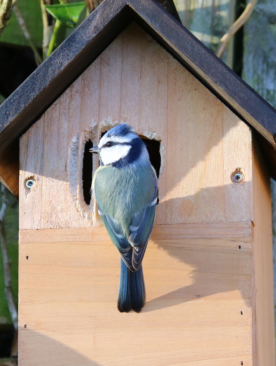 blue tit nesting nest box free photo