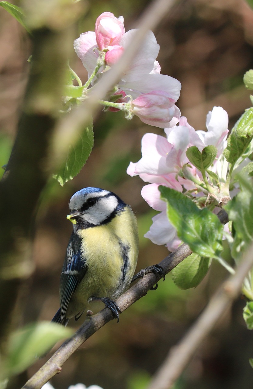 blue tit bird blossom free photo