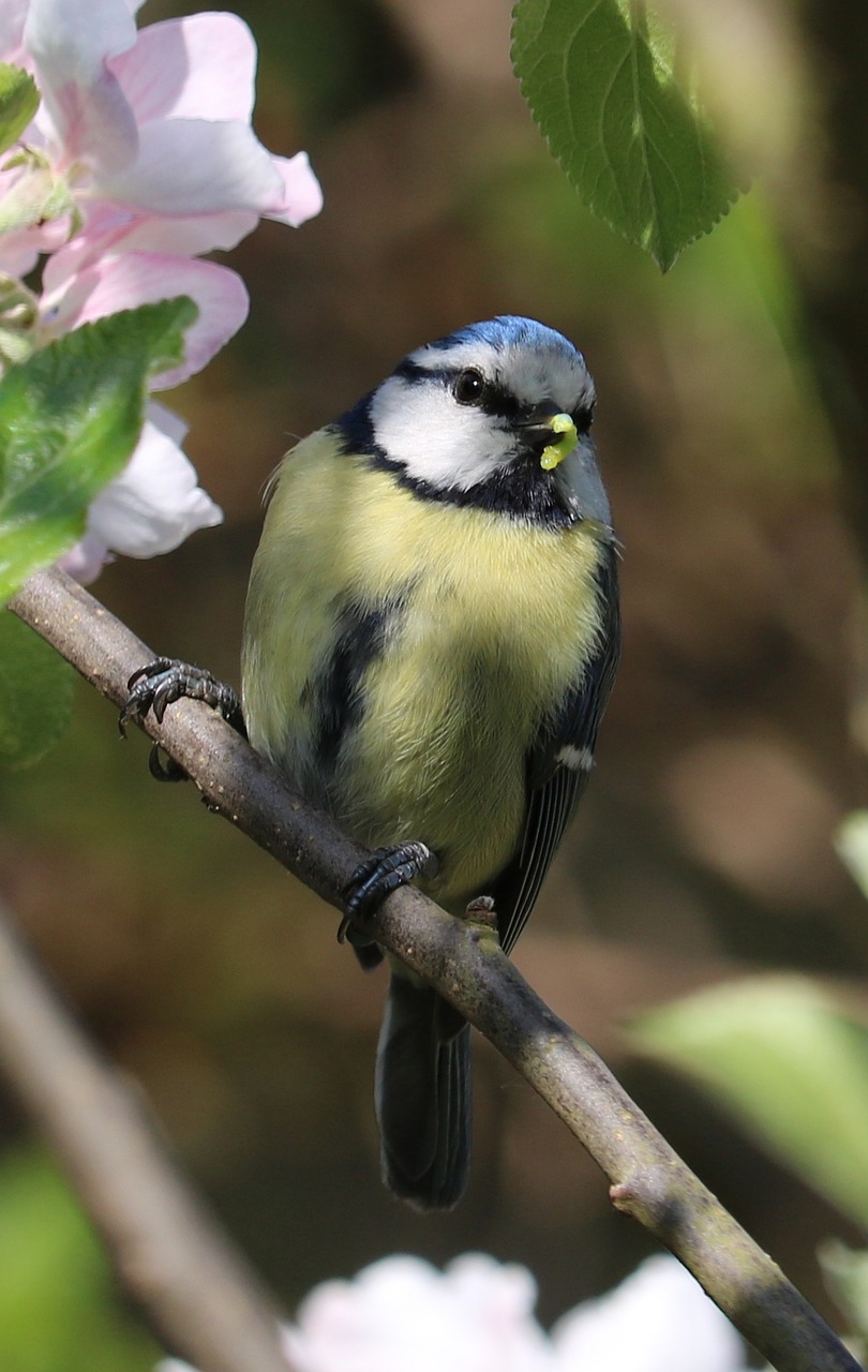 blue tit bird blossom free photo