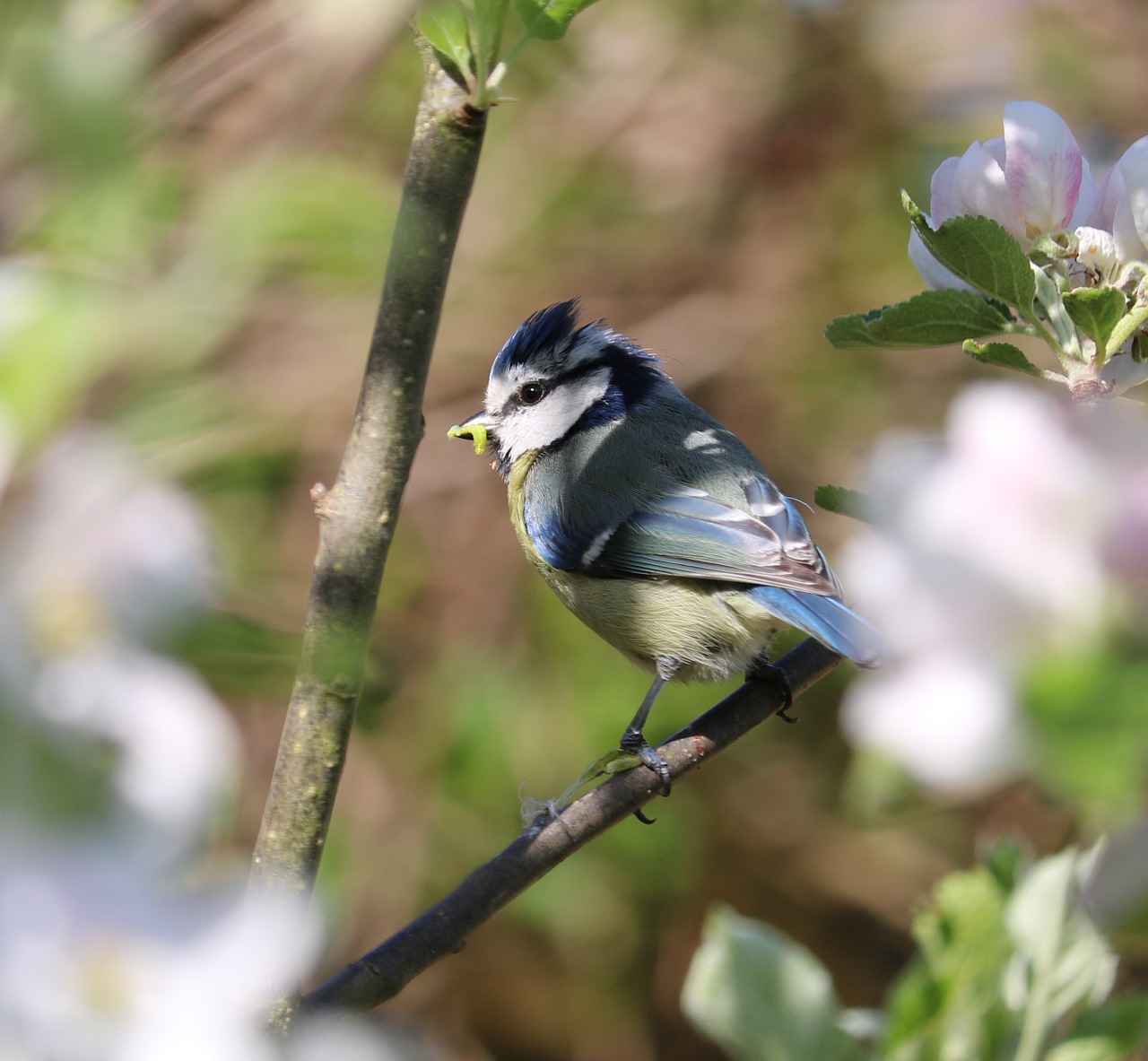 blue tit bird blossom free photo