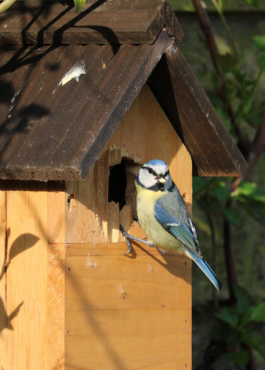 blue tit bird caterpillar free photo