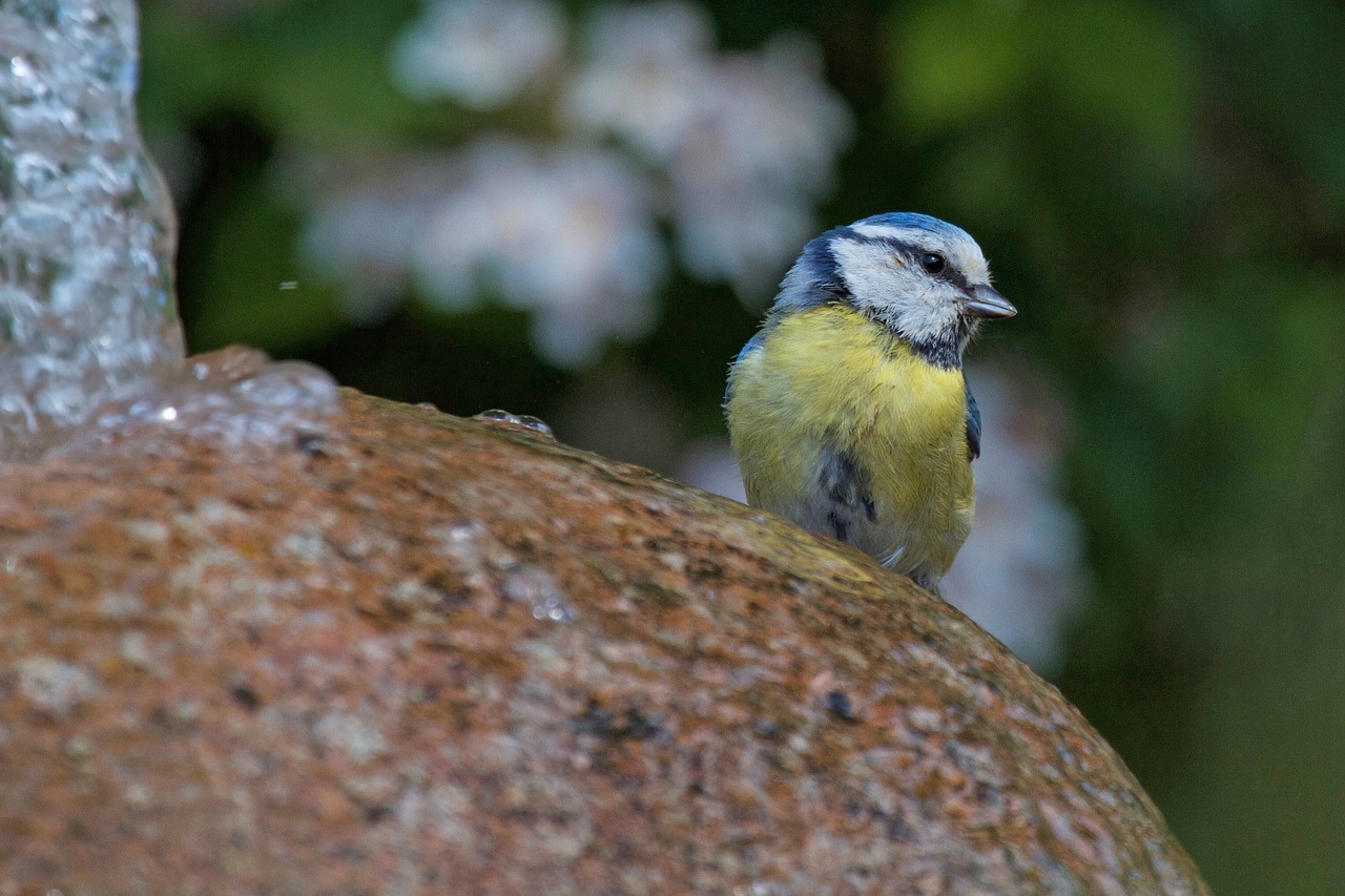 blue tit tit cyanistes caeruleus free photo