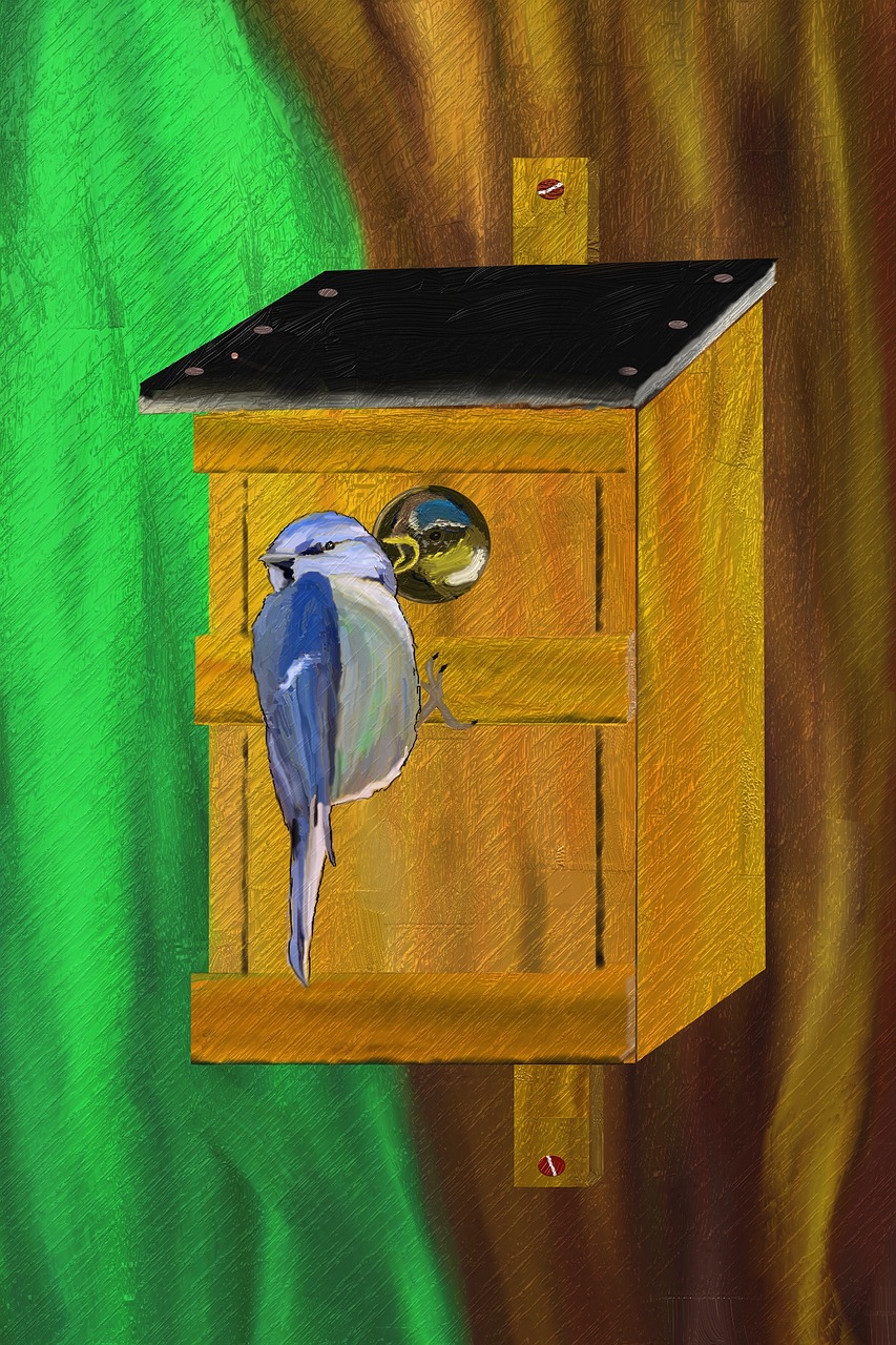 blue tit nesting box nesting place free photo