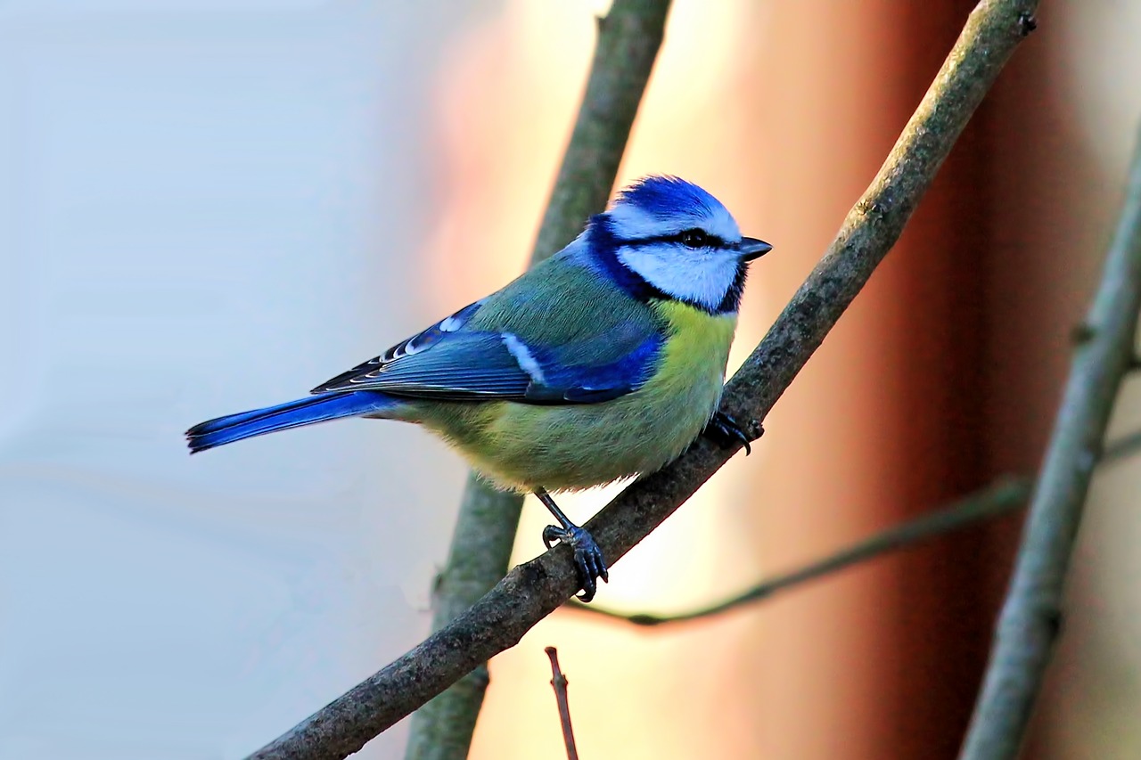 blue tit tit bird free photo