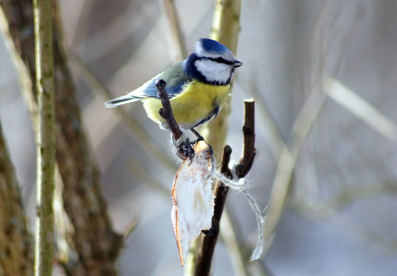 blue tit bird sikora free photo