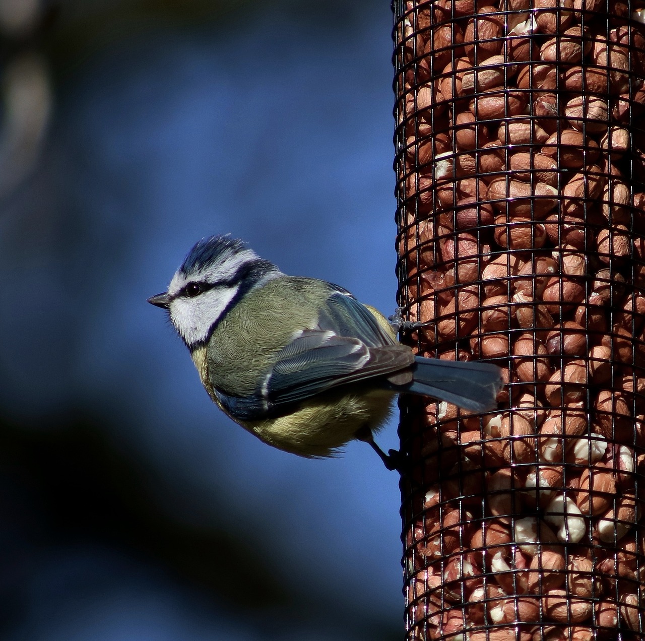 blue tit bird fly free photo