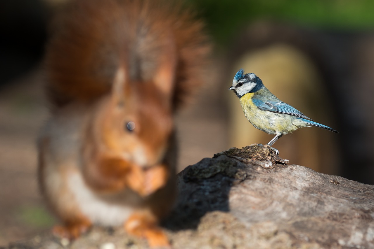 blue tit cyanistes caeruleus squirrel free photo