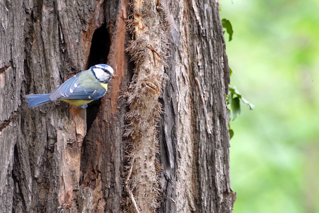 blue tit bird nest free photo