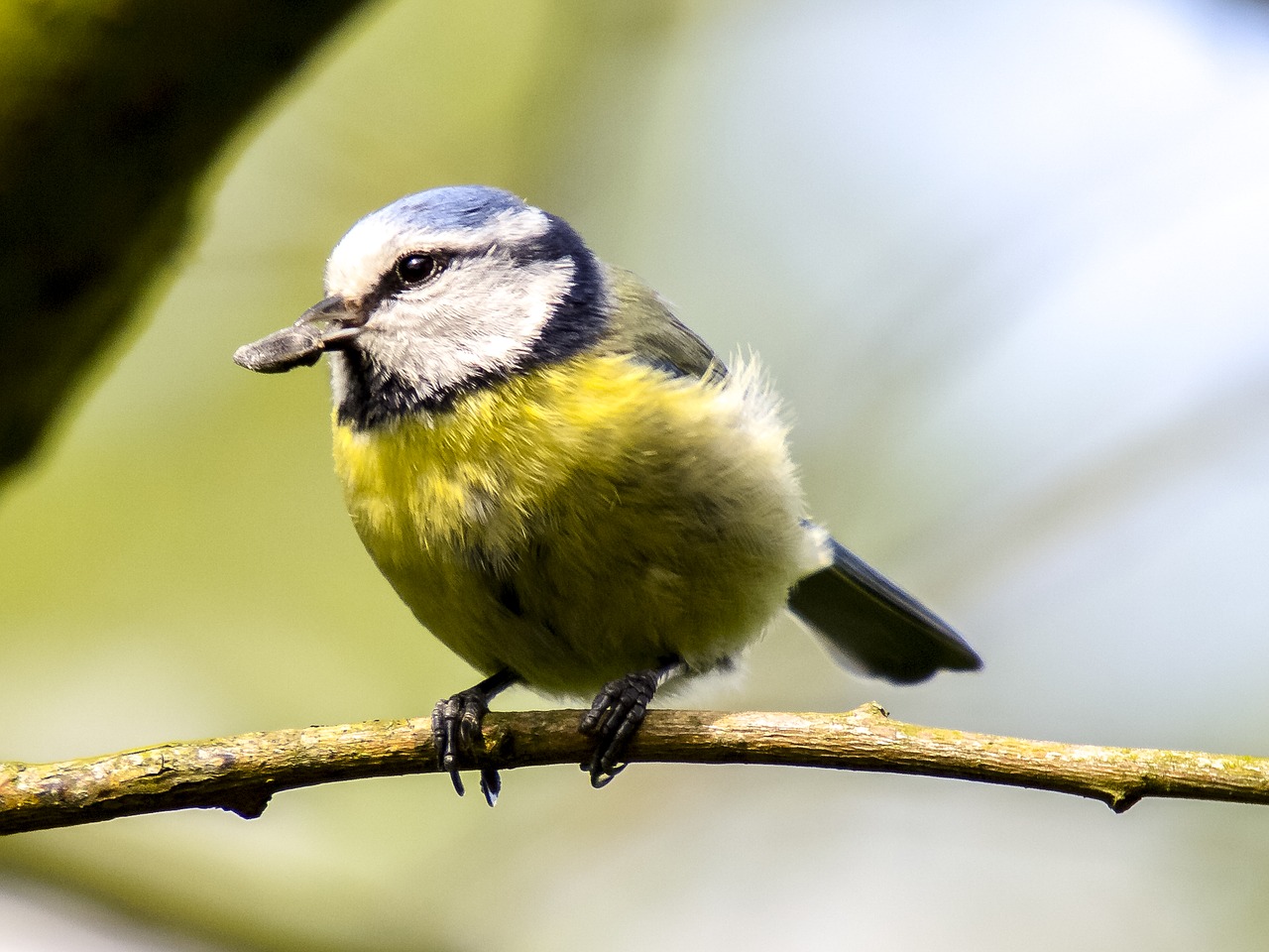 blue tit tit bird free photo