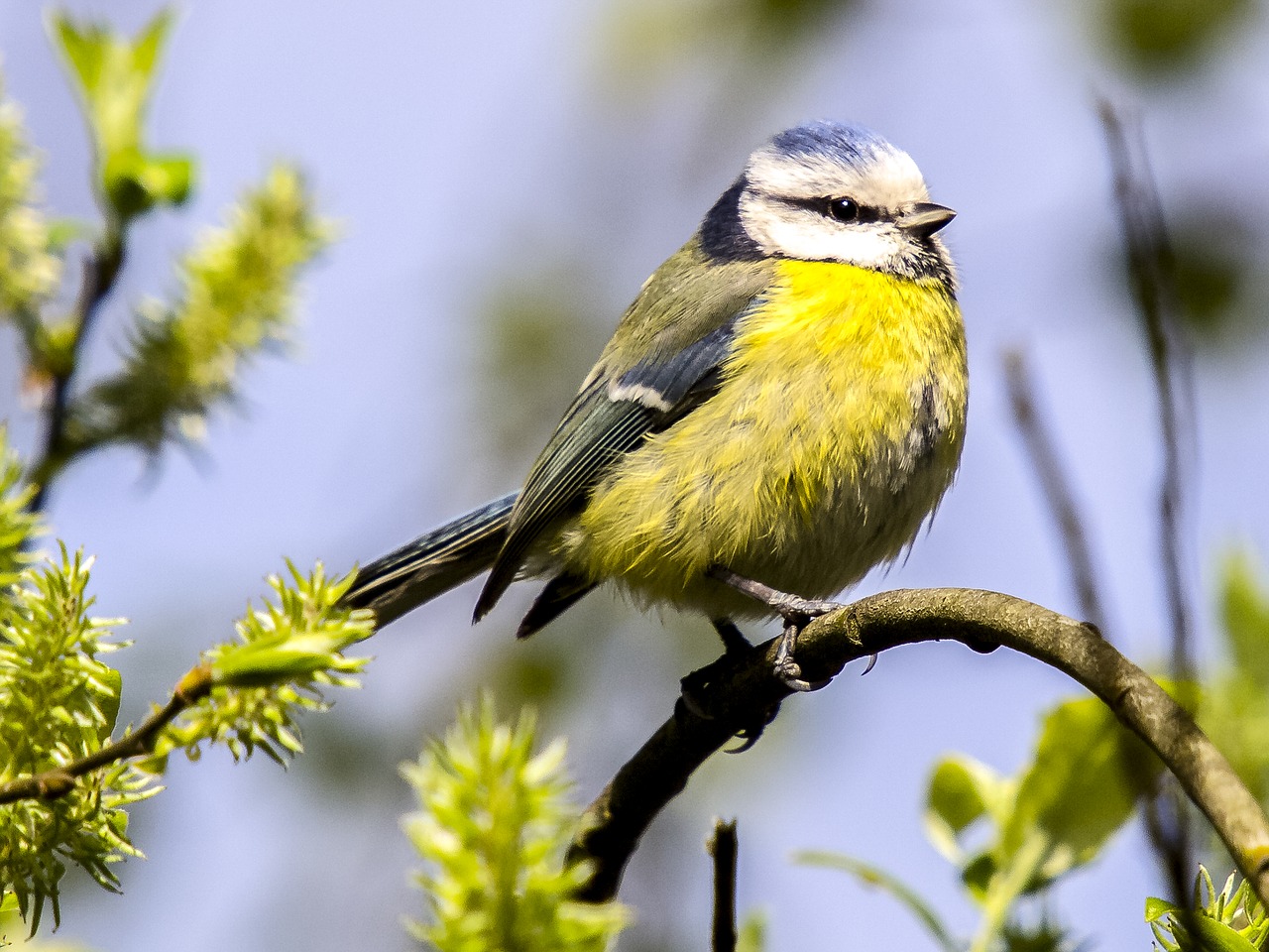 blue tit tit bird free photo