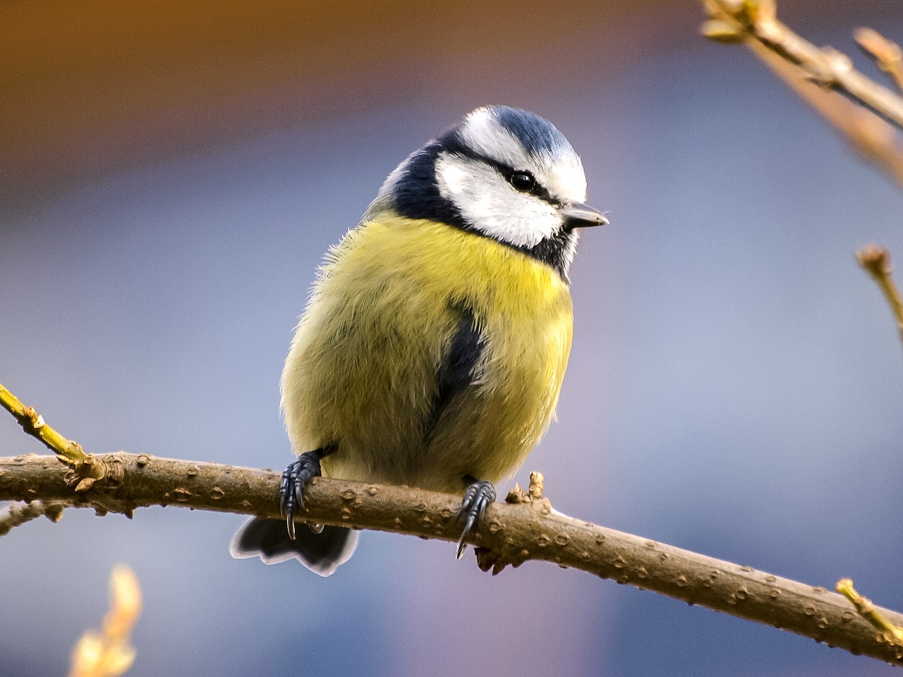 blue tit tit bird free photo