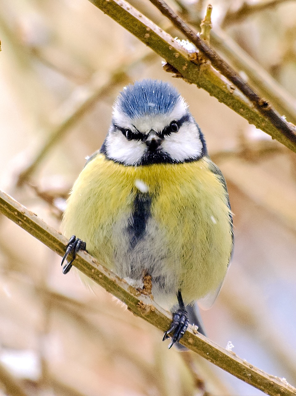 blue tit tit songbird free photo