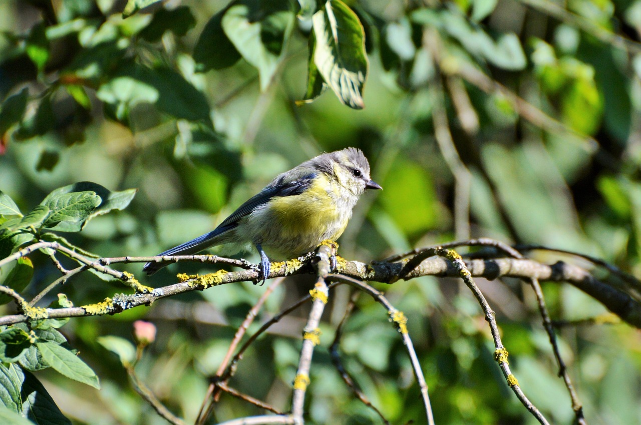 blue tit tit bird free photo