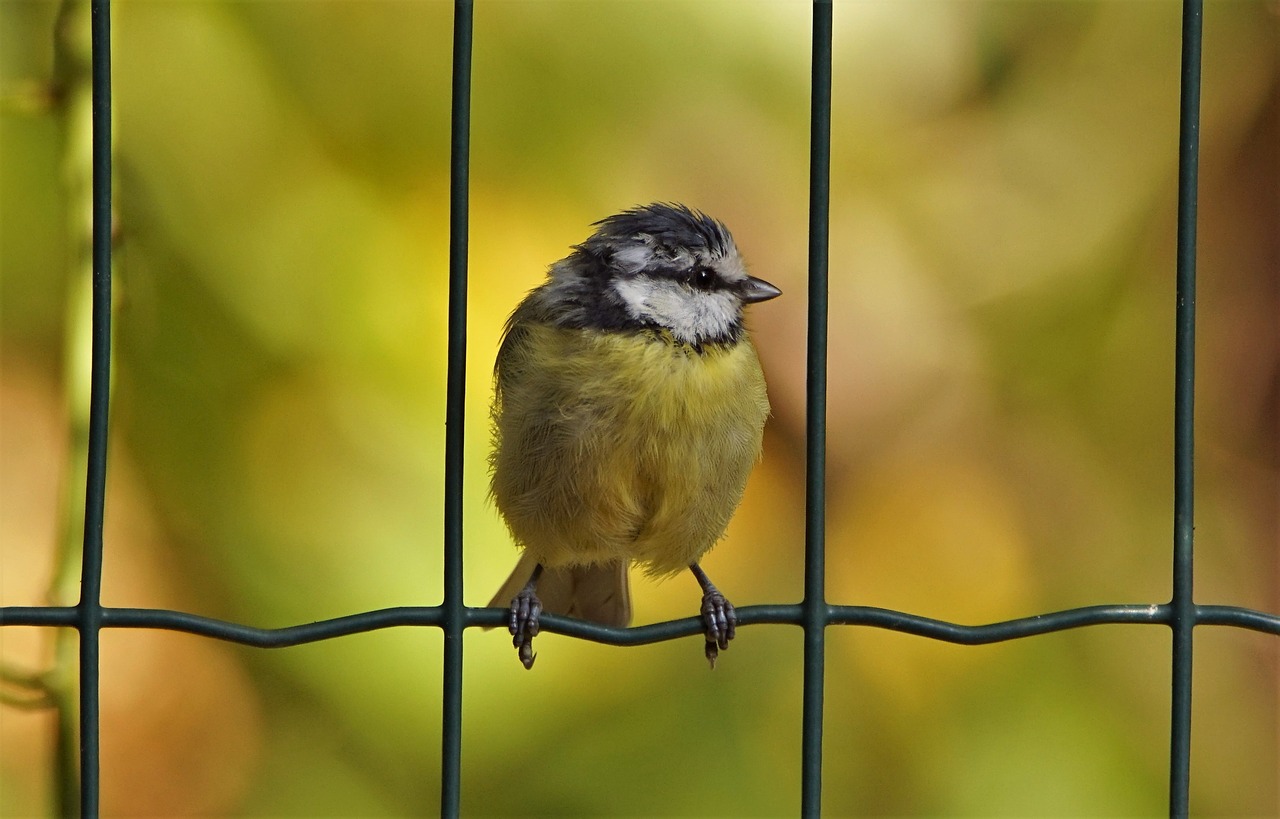 blue tit nature birds free photo