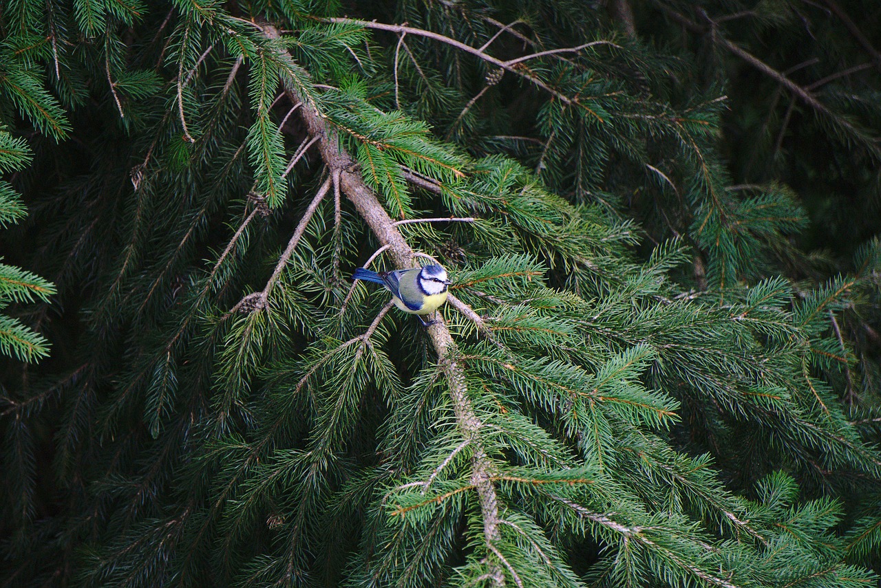 blue tit bird fir free photo
