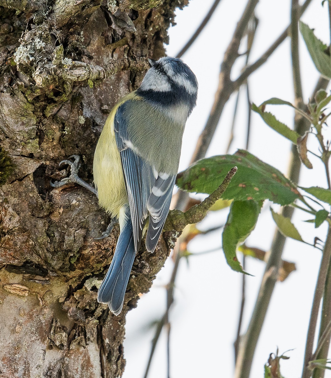 blue tit birds garden free photo