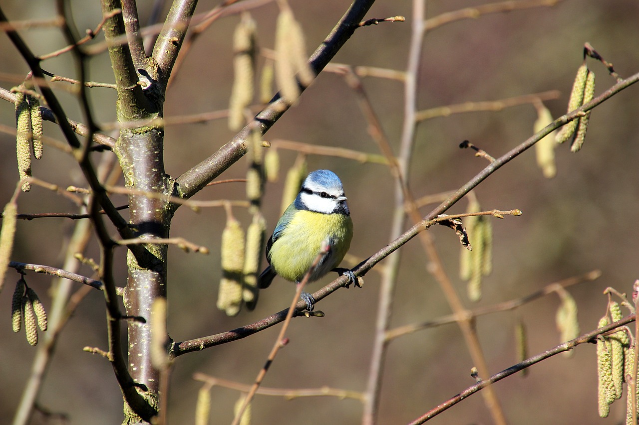 blue tit bird winter free photo