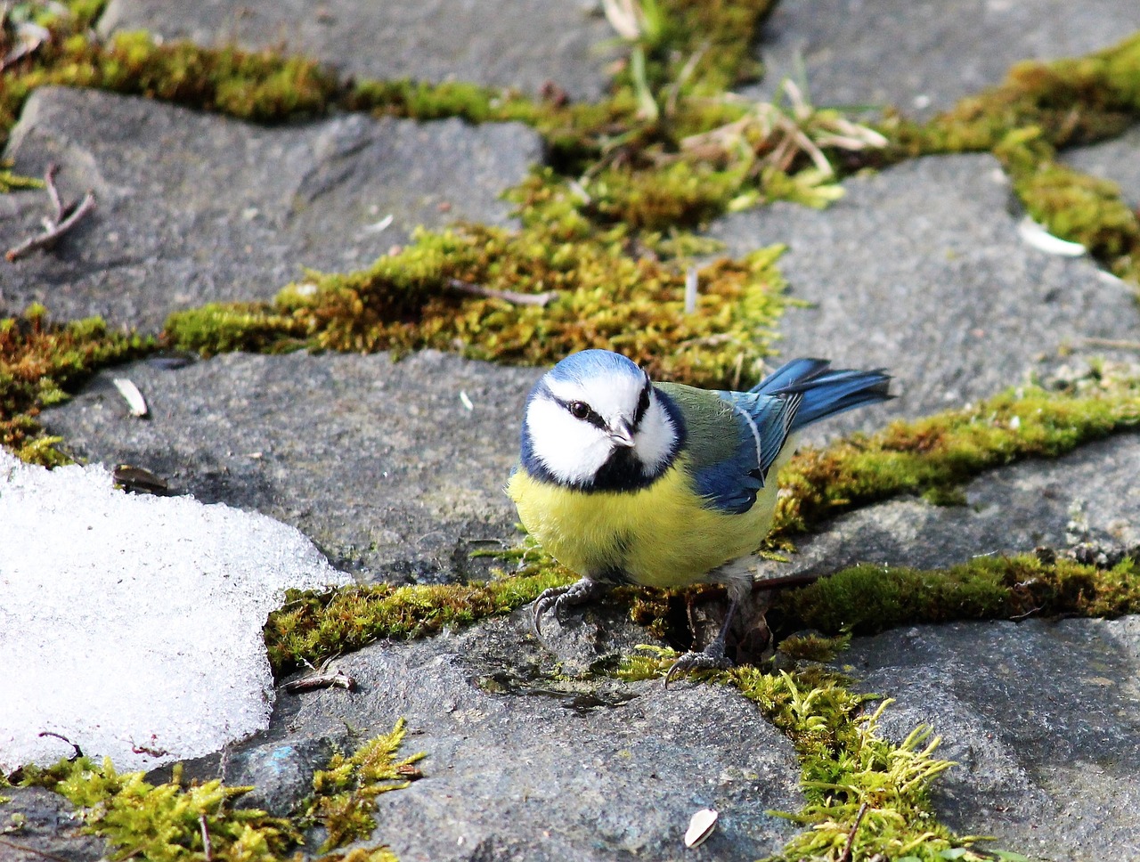 blue tit meisenart tit free photo