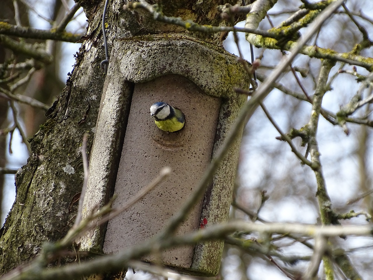 blue tit nest building bird box free photo