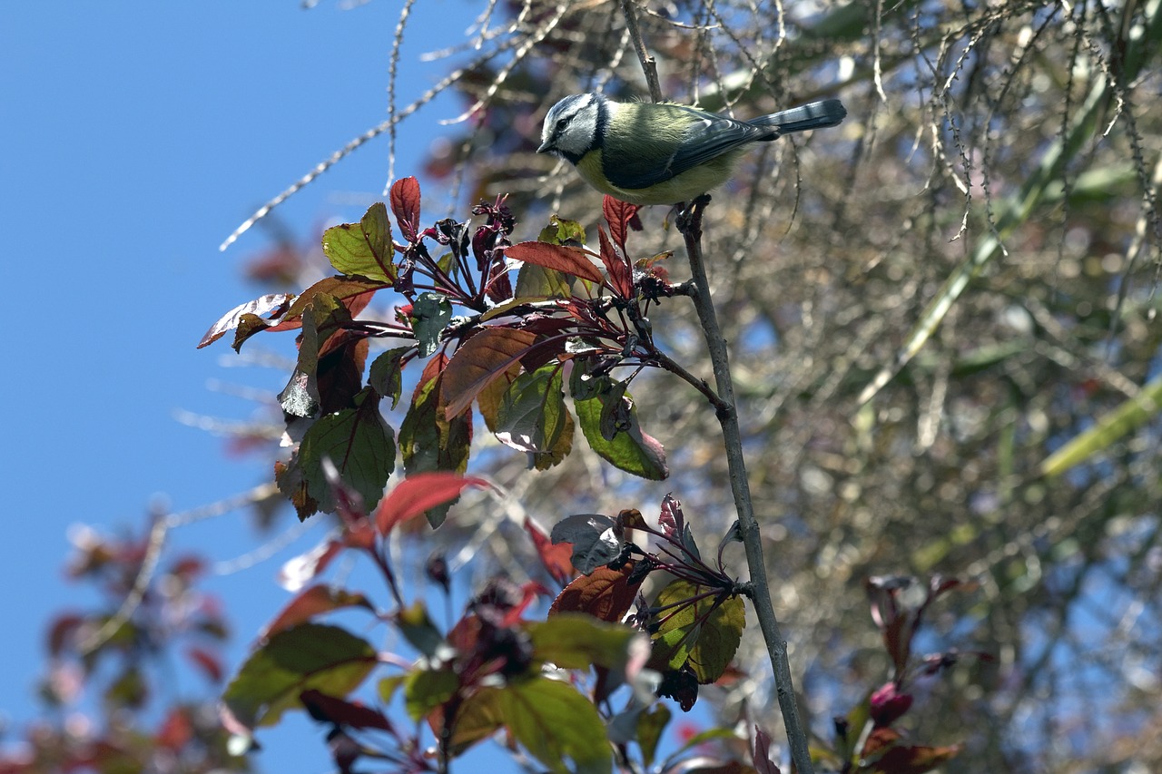 blue tit  bird  tree free photo