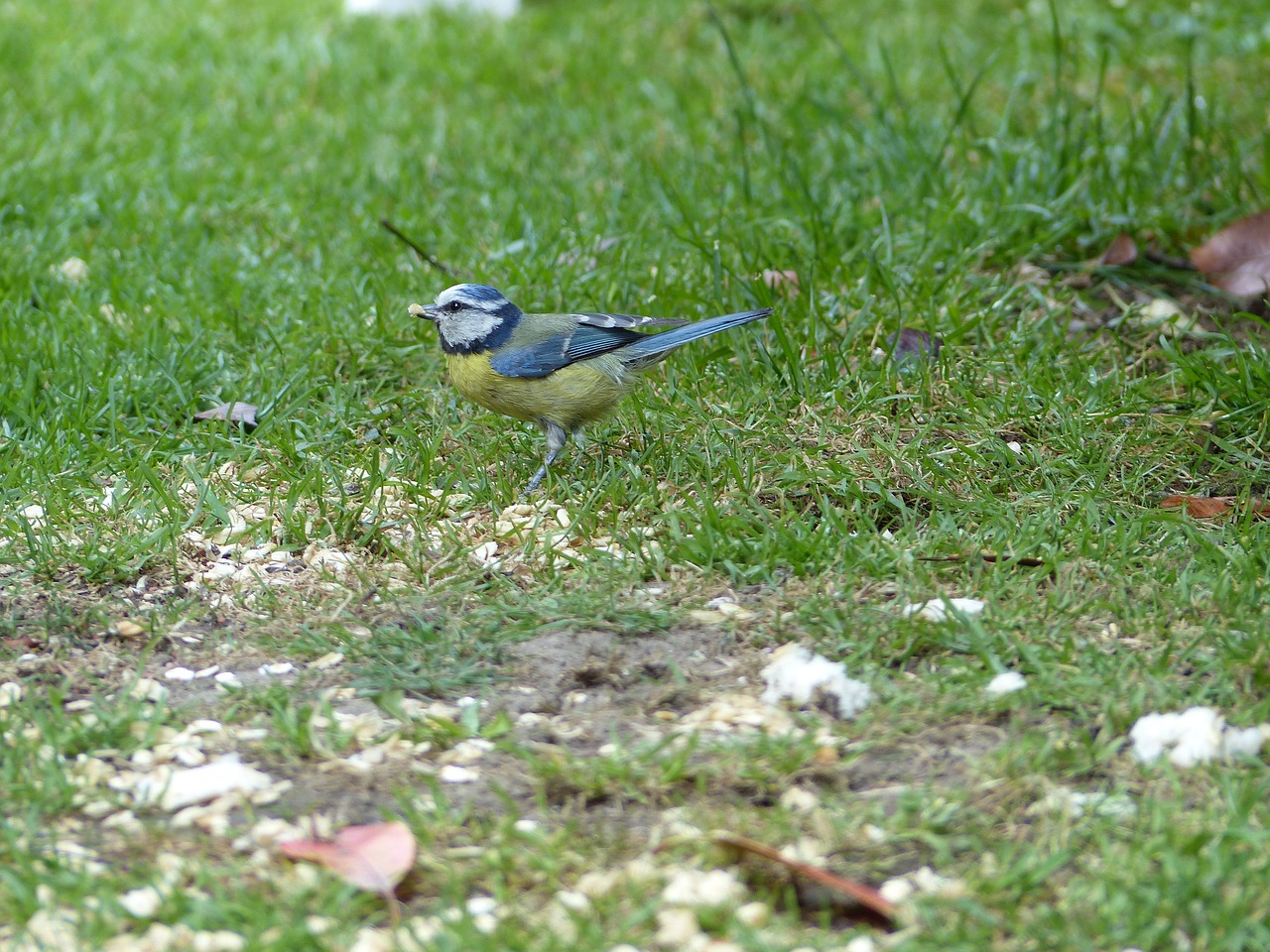 blue tit  bird  tit free photo